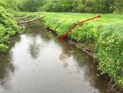 A stable, well-vegetated bank along a stream in a natural area near Holland, Michigan. Here, the stream is surrounded by floodpl