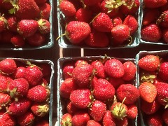 Fresh Picked Michigan Strawberries