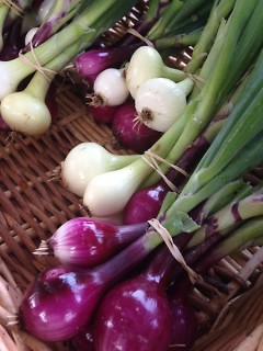 Onions Purple & White