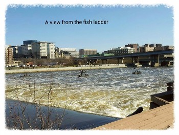 A view of downtown from the fish ladder