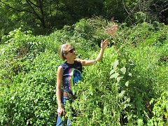 Starner admiring Blue Vervain & Joe Pye Weed, surrounded by Elderberries in a favorite urban wild garden