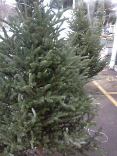 Christmas Trees at the market