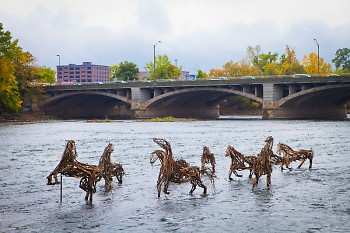 The "Stick-to-it-ive-ness" horses playing in the Grand River