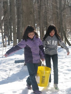 Students working as a team to collect their buckets containing sap for boiling into syrup.
