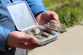 Snuffbox mussels from the Grand River