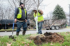 Twin Lakes Nursery planting new trees in the East Hills neighborhood