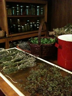 Herbal harvest ready to dry and store for winter use