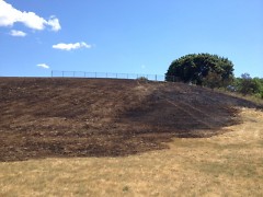 The hillside at Mary Waters Park after a fire on July 9.