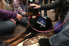 After passing therapy dog training, Meia is able to remain perfectly calm in stressful situations.