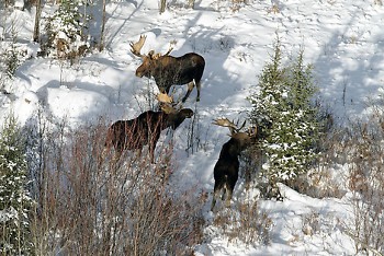 To monitor the herd, the Michigan Department of Natural Resources conducts an aerial moose survey once every other year.