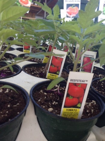 Tomato Plantings