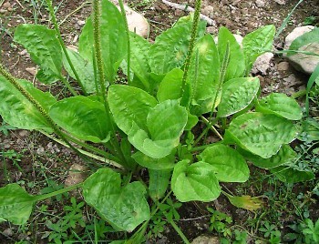 Broadleaf plantain (plantago major)