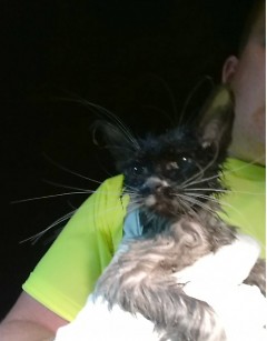 Puddles just minutes after being saved from the sewer at 4 am.