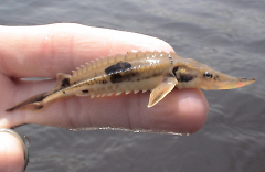 Juvenile lake sturgeon usually spend the first year of their lives in rivers and streams. 