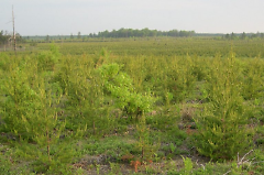 Jack pine plantations are established in northern Michigan to provide Kirtland’s warbler breeding habitat.