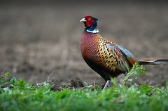 Pheasants are non-migratory game birds that need a variety of habitats in the course of a year. 