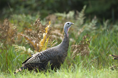 – The comeback of the wild turkey is one of the greatest conservation success stories in Michigan history. 