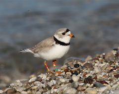 One of the rarest species is the Great Lakes piping plover.