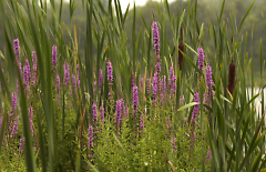 Purple loosestrife is a flowering plant that was beginning to overgrow in some Michigan wetlands. 