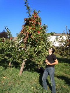 A Food Bank volunteer picks apples at an orchard in Ada.
