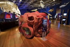 Whale heart interactive exhibit at the Grand Rapids Public Museum