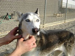 Blue is a former sled dog rescued from the Double JJ Ranch.  She has been at the shelter for about 3 months.