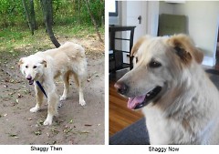 Shaggy - Before and After