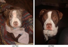 Lexi - Before and After